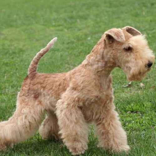 Cane di razza Lakeland Terrier