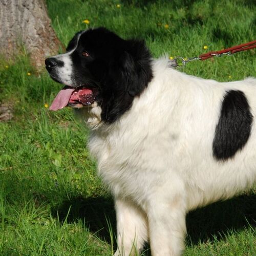 Cane di razza Landseer