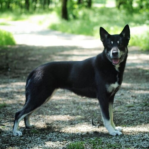 Cane di razza Lapinporokoira