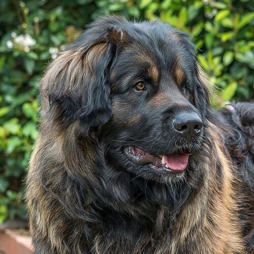 Cane di razza Leonberger