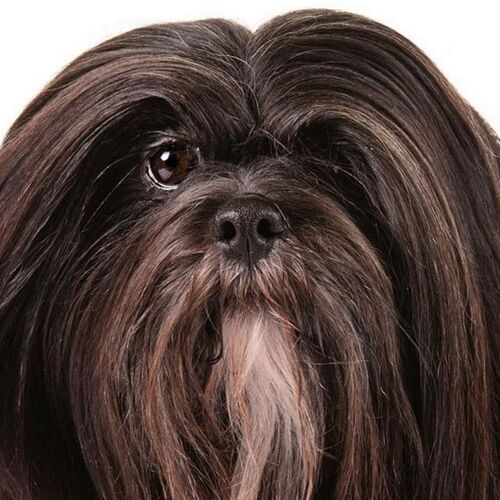 Cane di razza Lhasa Apso