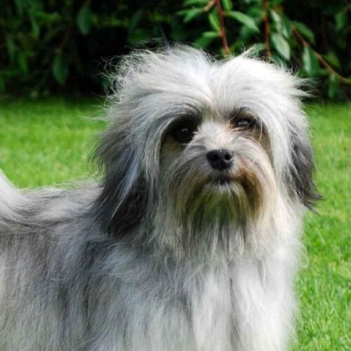 Cane di razza Lowchen
