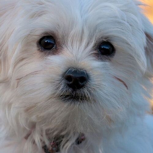 Cane di razza Maltese