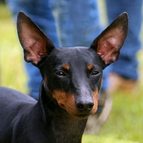 Cane di razza Manchester Terrier