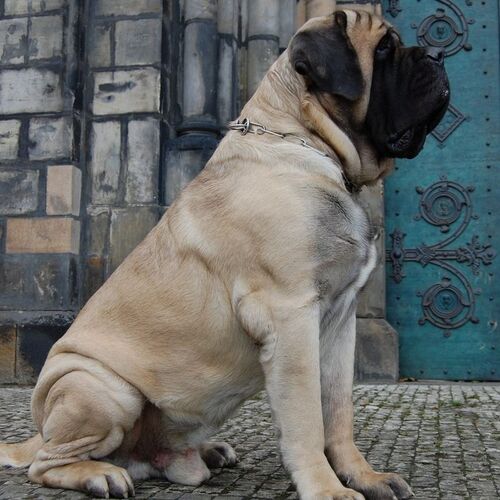Cane di razza Mastiff