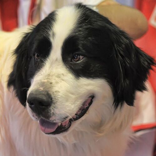 Cane di razza Mastino dei Pirenei