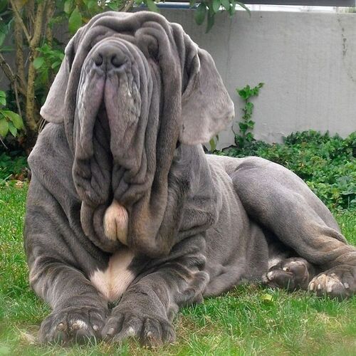 Cane di razza Mastino Napoletano