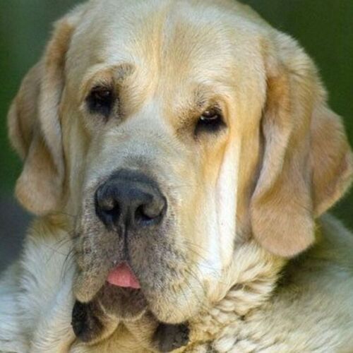 Cane di razza Mastino Spagnolo