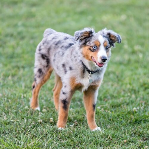 Cane di razza Miniature American Shepherd