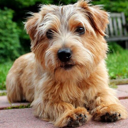 Cane di razza Norfolk Terrier
