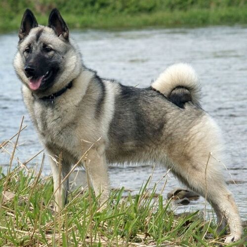 Cane di razza Norsk Elghund grigio