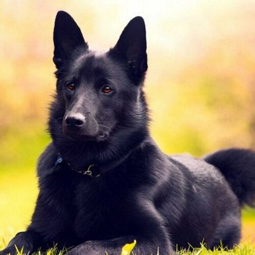 Cane di razza Norsk Elghund nero