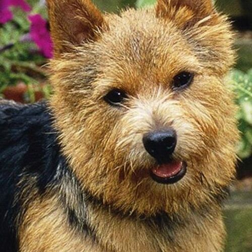 Cane di razza Norwich Terrier