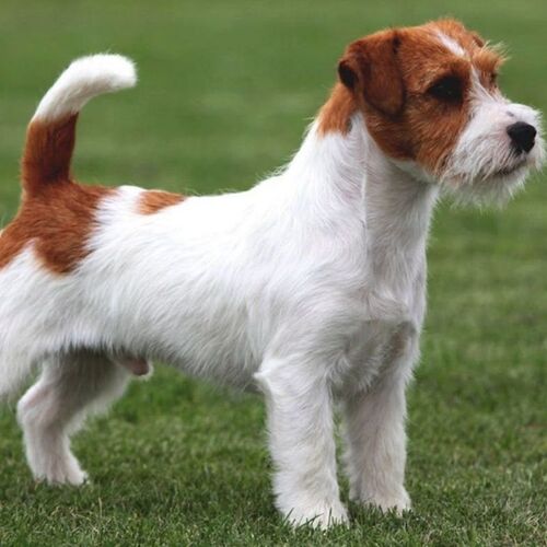 Cane di razza Parson Russell Terrier