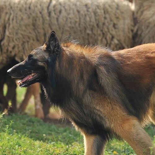 Cane di razza Pastore Belga (Groenendael e Tervueren)