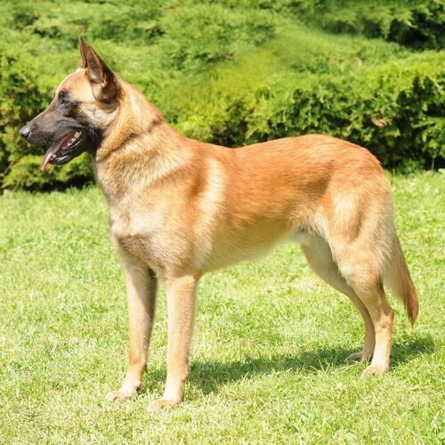 Cane di razza Pastore Belga (Malinois)
