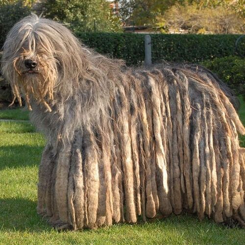 Cane di razza Pastore Bergamasco