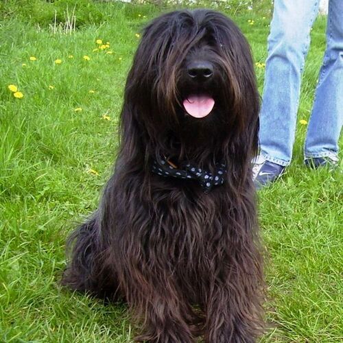 Cane di razza Pastore Catalano
