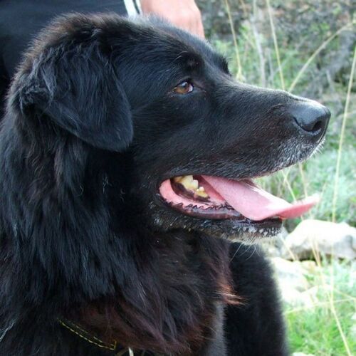Cane di razza Pastore Croato
