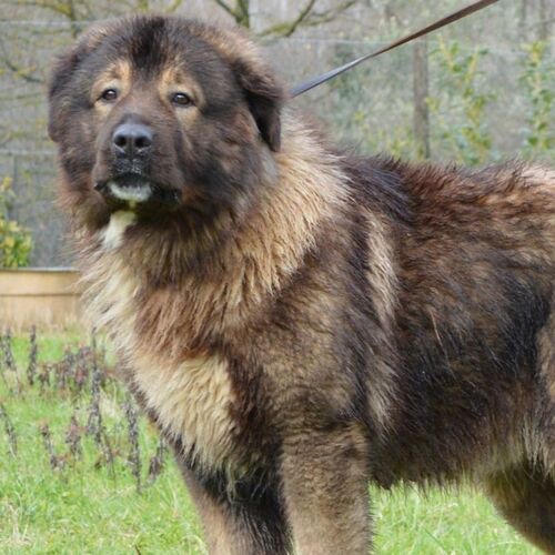 Cane di razza Pastore Del Caucaso