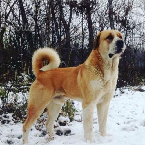 Cane di razza Pastore dell Asia Centrale