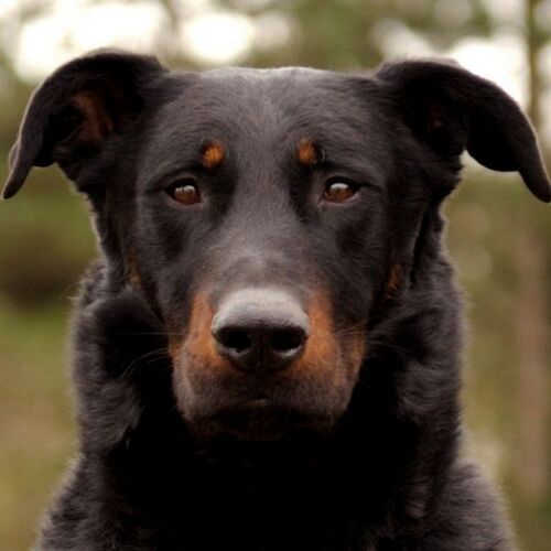 Cane di razza Pastore della Beauce