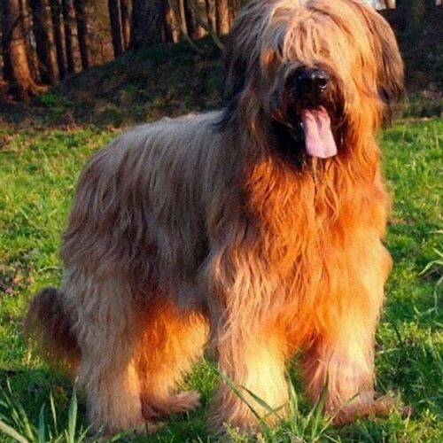 Cane di razza Pastore della Brie
