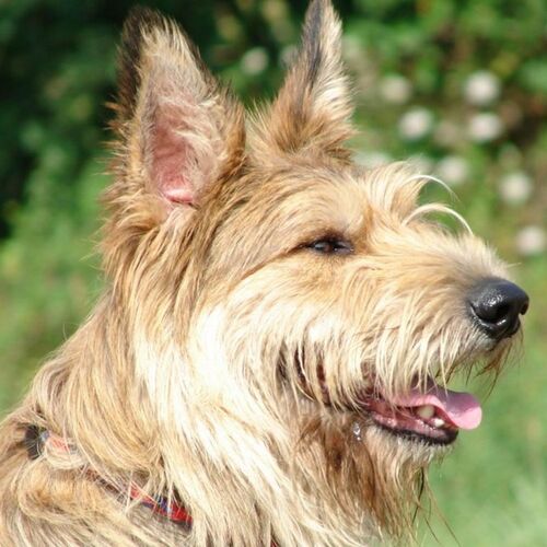 Cane di razza Pastore di Piccardia