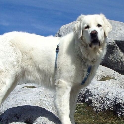 Cane di razza pastore di Tatra