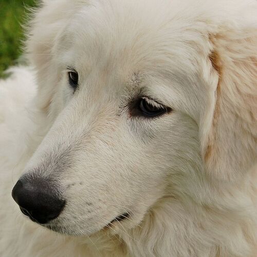 Cane di razza Pastore Maremmano-Abruzzese