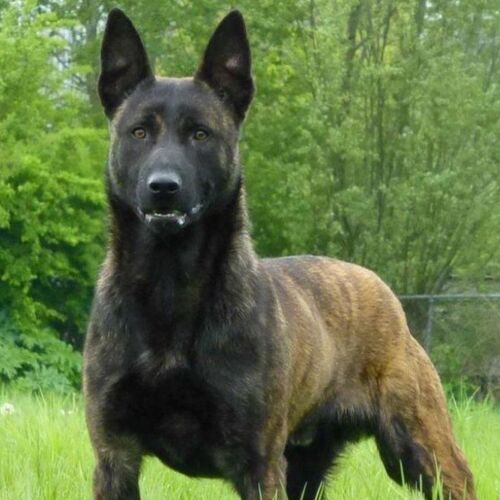 Cane di razza Pastore Olandese