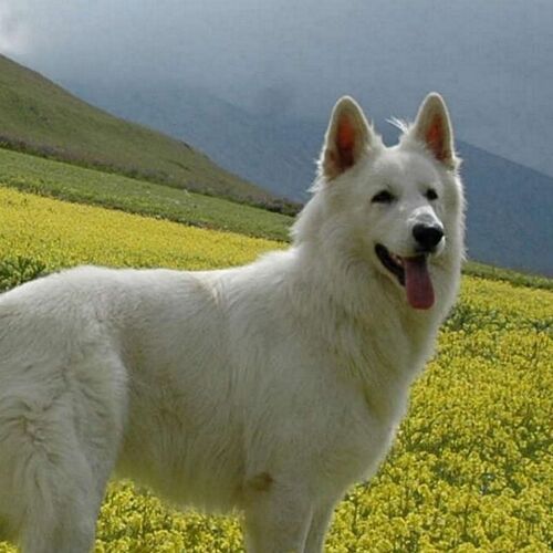 Cane di razza Pastore Svizzero