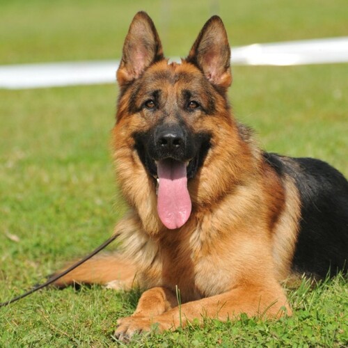 Cane di razza Pastore Tedesco