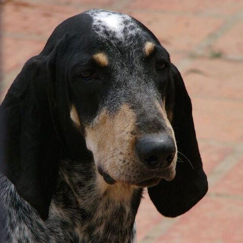 Cane di razza Petit Bleu de Gascogne