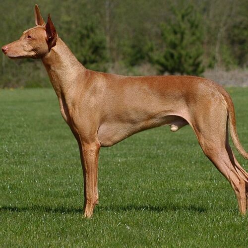 Cane di razza Pharaon Hound
