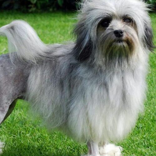 Cane di razza Piccolo cane leone
