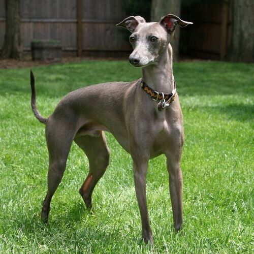 Cane di razza Piccolo Levriere Italiano