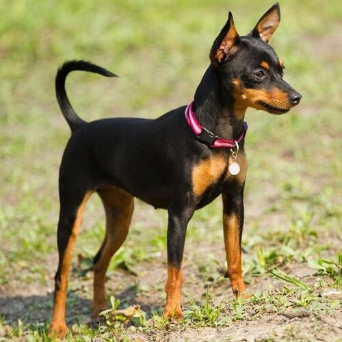 Cane di razza Pinscher