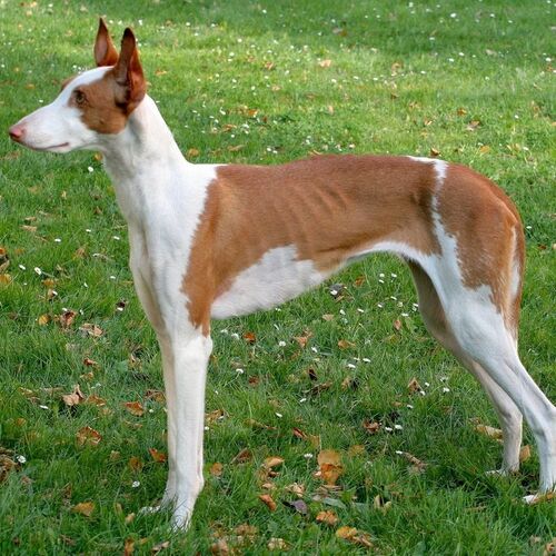 Cane di razza Podenco Ibicenco