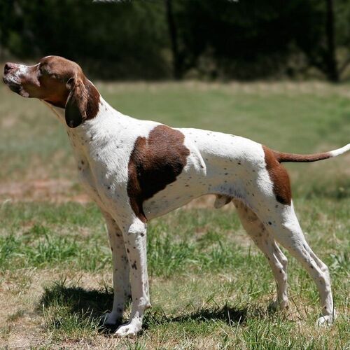 Cane di razza Pointer