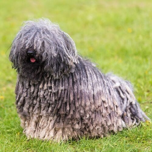 Cane di razza Puli