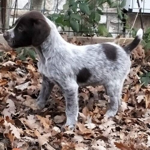 Cane di razza Restone Brachiuro