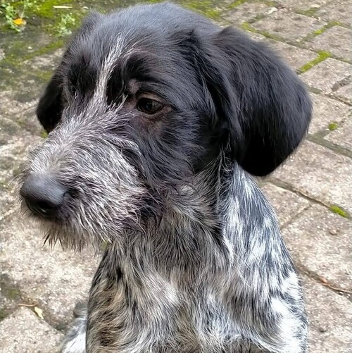 Cane di razza Restone Italiano