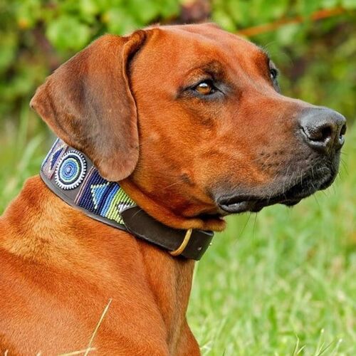 Cane di razza Rhodesian Ridgeback