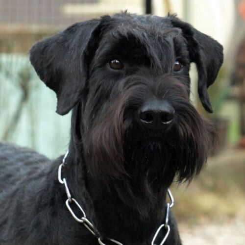Cane di razza Riesenschnauzer