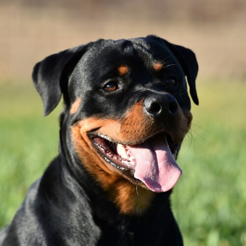 Cane di razza Rottweiler