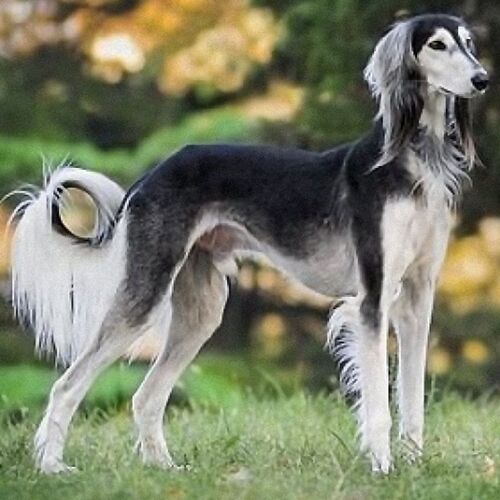 Cane di razza Saluki