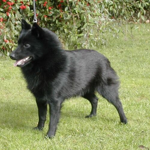 Cane di razza Schipperkee