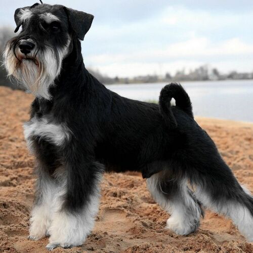 Cane di razza Schnauzer