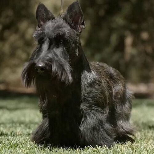 Cane di razza Scottish Terrier